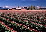 Tulip Fields and Barn